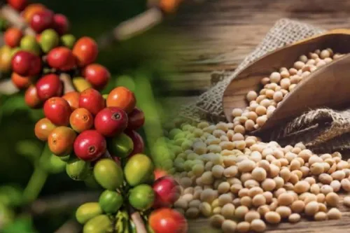 Nông sản, nguyên liệu công nghiệp ngày 4/3: Ngô lập đỉnh 9 tháng, ca cao thận trọng